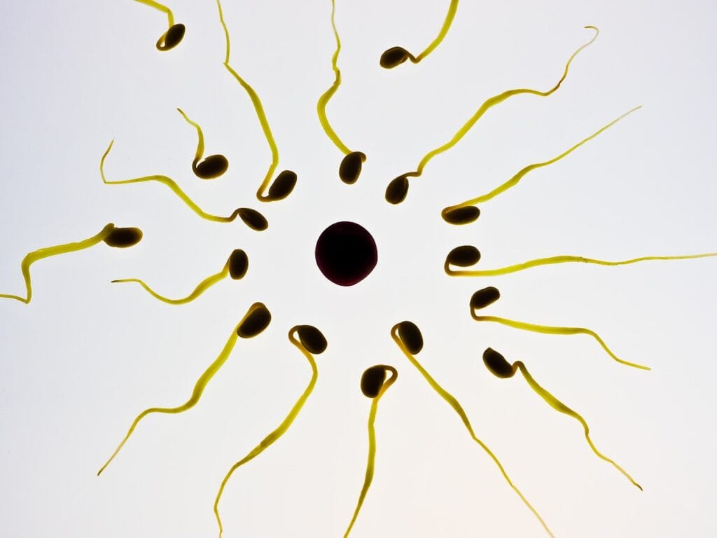 Invitro vs InVivo fertilization