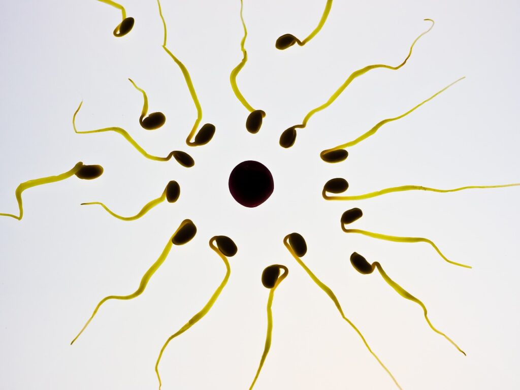 Male Infertility